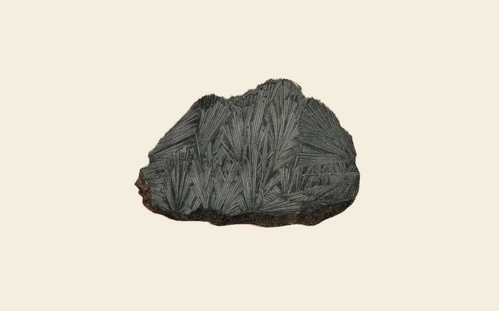 Fossilien